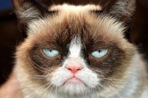 Grumpy-Cat